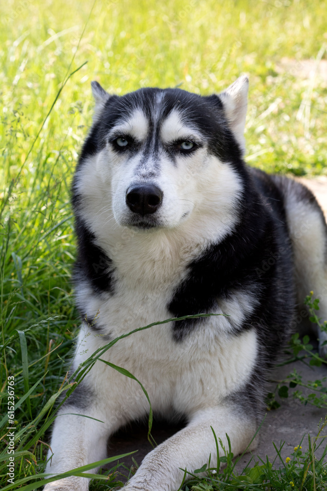 Photo Siberian Husky lies and looks at the camera Photo Siberian Husky lies and looks at the camera