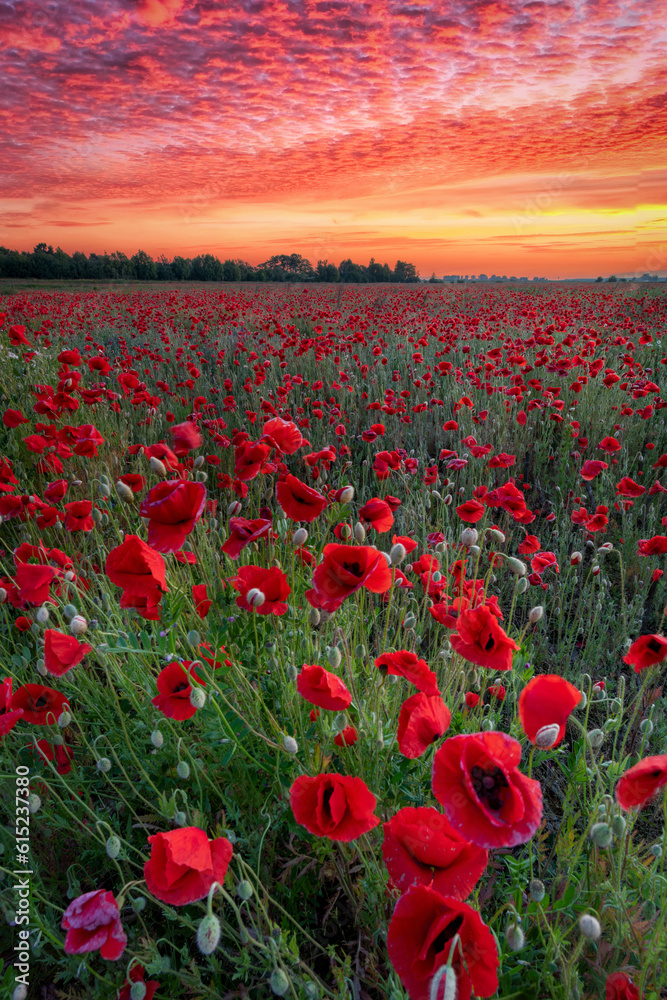 Obraz premium Beautiful summer sunset over poppy field