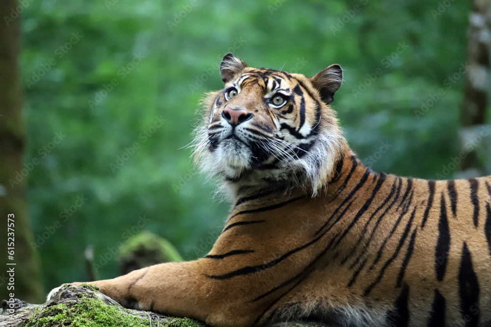 Tigre de Sumatra