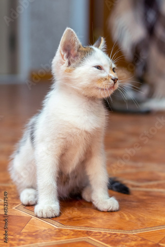 Cute little funny kitten sitting on the floor in the room © Volodymyr