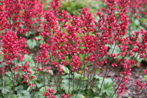 Heuchera. Red geyhera Paris flowers in the garden. photo