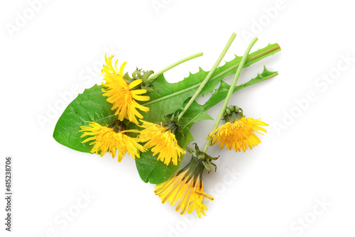 Beautiful dandelion flowers with leaves on white background