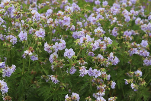 Geranium pratense. Meadow geranium with lilac blue double flowers. photo