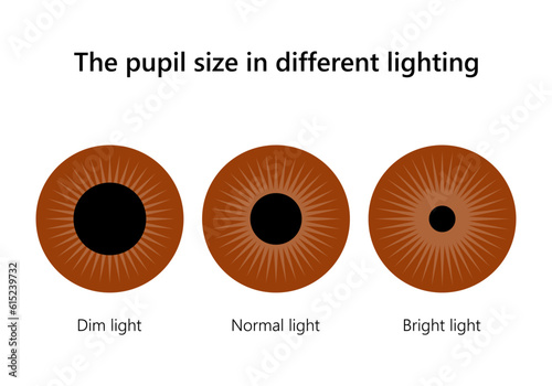 Human eye. The pupil size in different lighting.