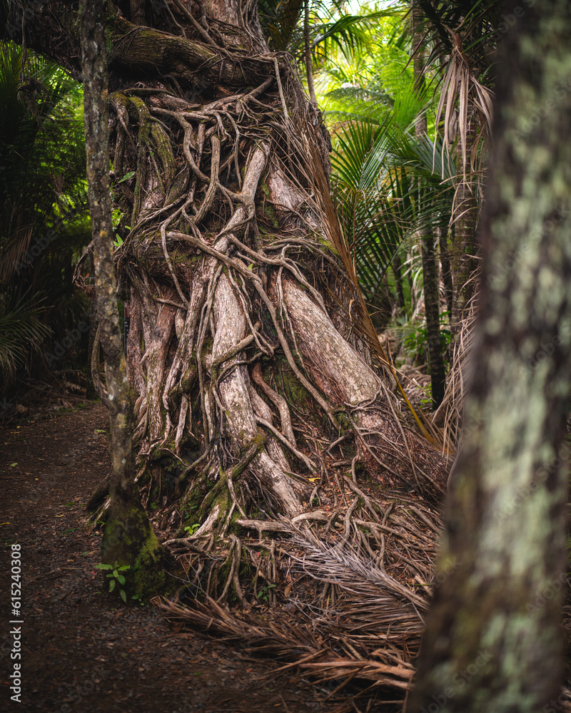 Nice tree in the rainforest in New Zealand Nice tree in the rainforest in New Zealand