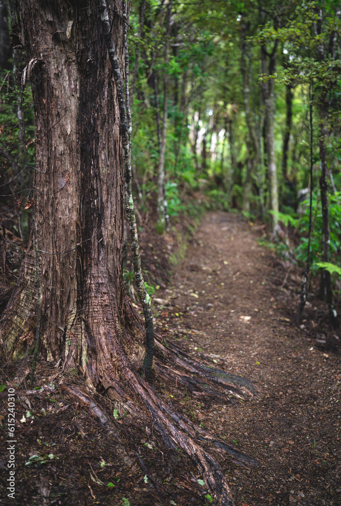 Nice tree in the rainforest in New Zealand Nice tree in the rainforest in New Zealand