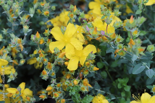 Hypericum olympicum. Star shaped yellow flowers Mount Olympus St. John's wort. photo