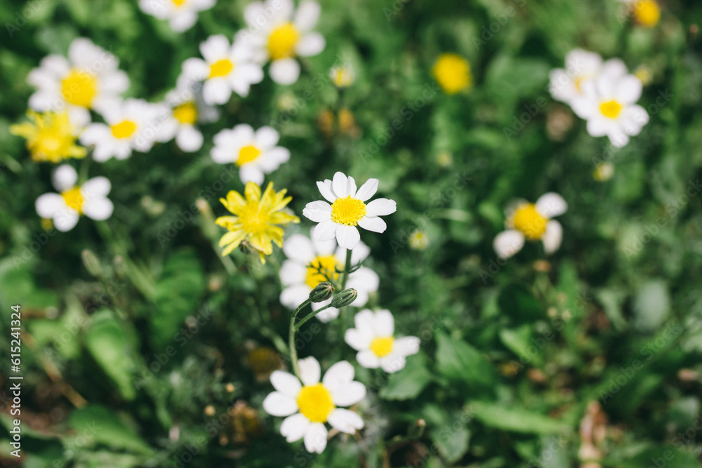White field daisies in a green meadow among tall grass background. Flower meadow. Cultivation of medical daisies for the production of cosmetics, tea production. Plants, herbs in summer park lawn. White field daisies in a green meadow among tall grass background. Flower meadow. Cultivation of medical daisies for the production of cosmetics, tea production. Plants, herbs in summer park lawn.