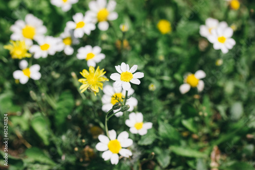 White field daisies in a green meadow among tall grass background. Flower meadow. Cultivation of medical daisies for the production of cosmetics  tea production. Plants  herbs in summer park lawn.