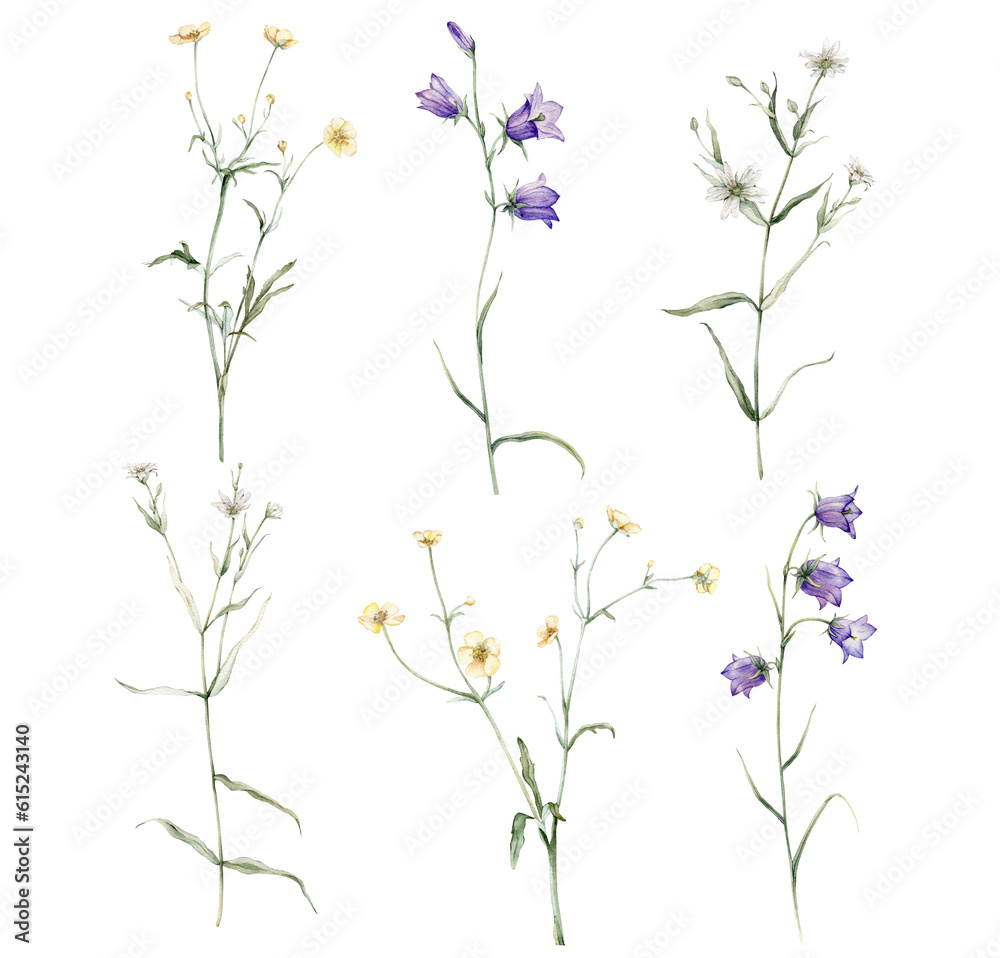 clipart of meadow and forest flowers watercolor. Campanula patula, little bell, bluebell, rapunzel. Rabelera holostea, stellaria. buttercup, Ranunculus acris, sitfast, spearworts or water crowfoots