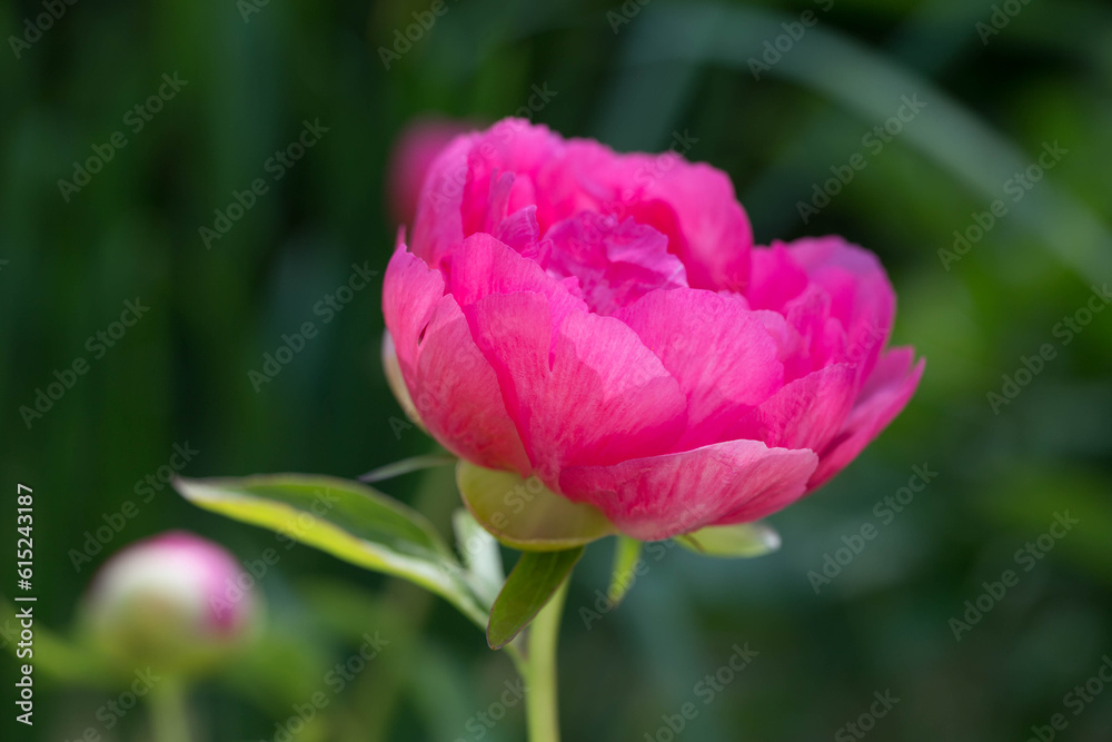 Pink Peony, Herbaceous peony Cytherea in garden Pink Peony, Herbaceous peony Cytherea in garden