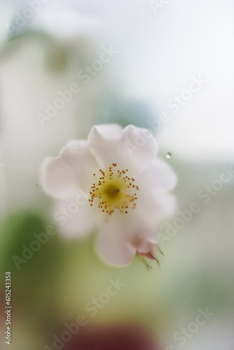 Fototapeta Naklejka Na Ścianę i Meble -  Abstract blur background. Close-up, light forest rose flower with leaves in texture filter