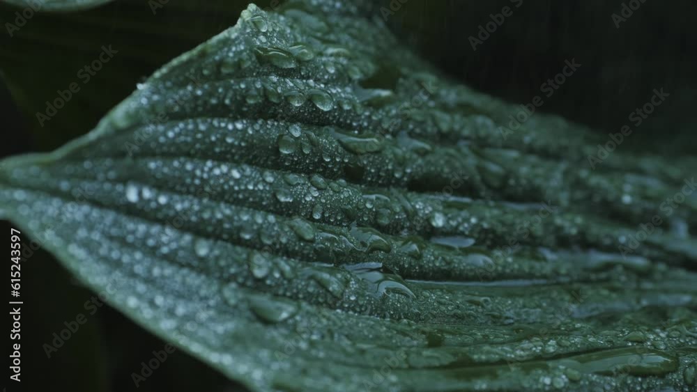 Close up drop of morning dew falling on natural green leaves of plants slow motion vegetation