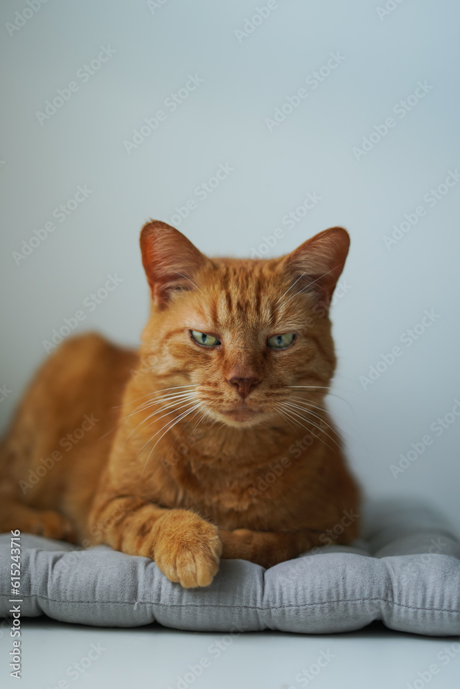 Portrait of a domestic cat. Adapted animal. Beautiful calm red-haired cat calmly sits on a pillow at home