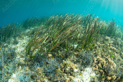 A seagrass meadow grows along the edge of an island in Komodo National Park  Indonesia. Seagrass serves as vital habitat for many juvenile fish and invertebrates.