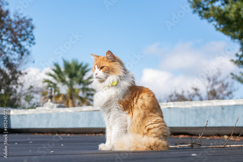 Gato amarillo y blanco en el tejado