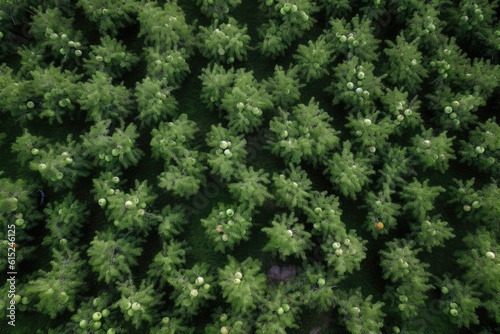 dense forest seen from above with a canopy of trees covering the ground