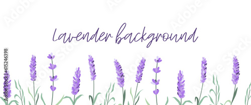 Set of lavender flowers elements. Lavender background. Collection of lavender flowers