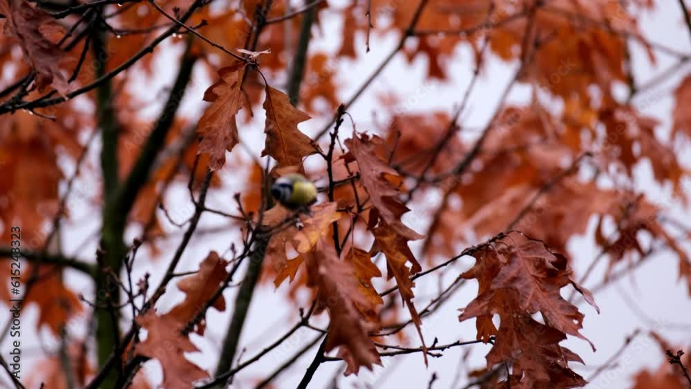 orange, crimson oak foliage, Quercus palustris leaves tremble in wind, autumn season in park, forest, banner with blurry bokeh, nature protection, concept of weather, background for designer orange, crimson oak foliage, Quercus palustris leaves tremble in wind, autumn season in park, forest, banner with blurry bokeh, nature protection, concept of weather, background for designer