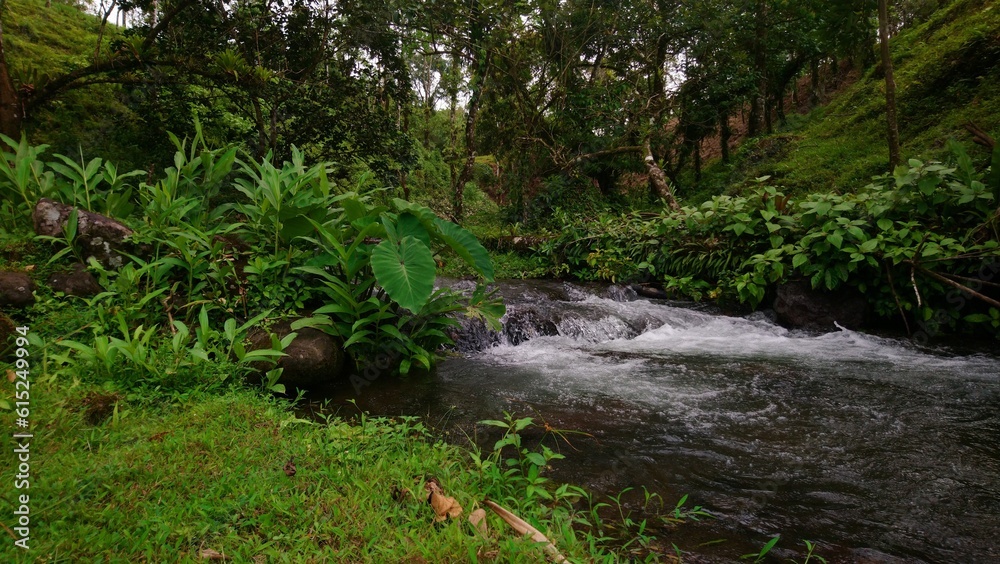 stream in the rain forest of costa rica during a cloudy day stream in the rain forest of costa rica during a cloudy day