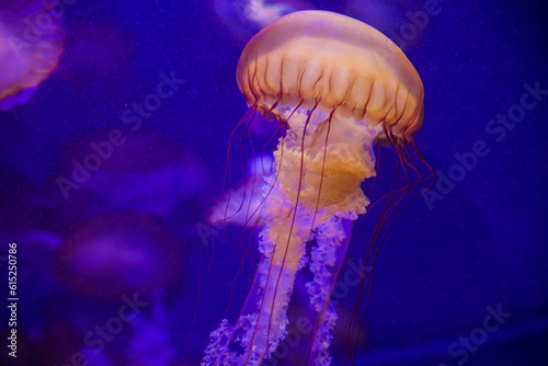 jelly fish in the water © Timothy
