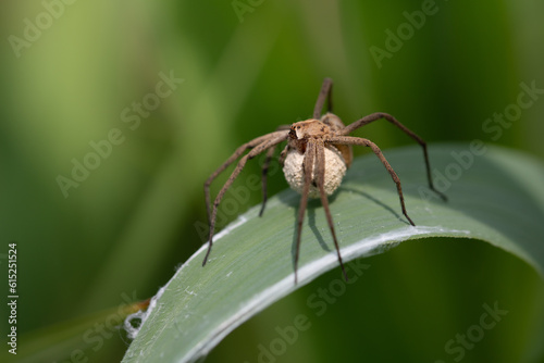 Close-up of a small brown web spider (Pisaurina mira) holding its offspring in a cocoon between its legs. The spider sits on a leaf of grass.