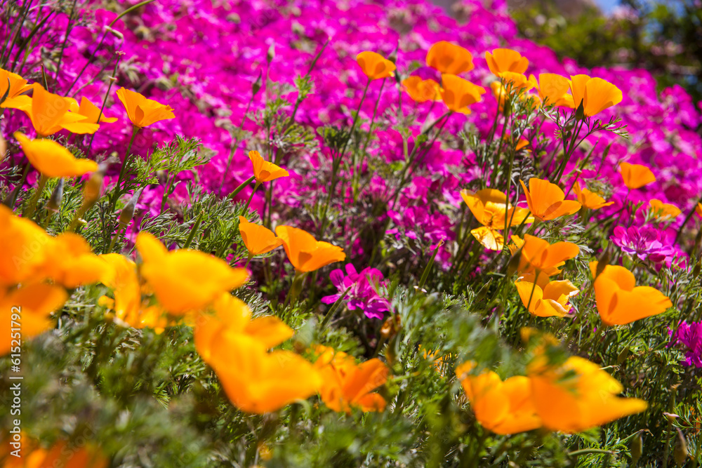 Obraz premium purple and yellow flowers