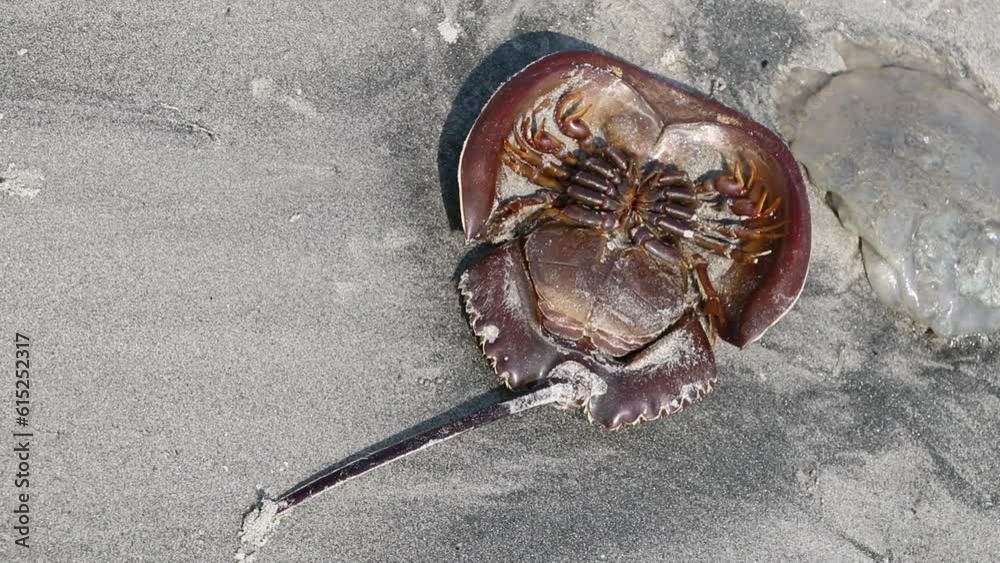 Dead horseshoe crab shells lie on the sandy beach. 