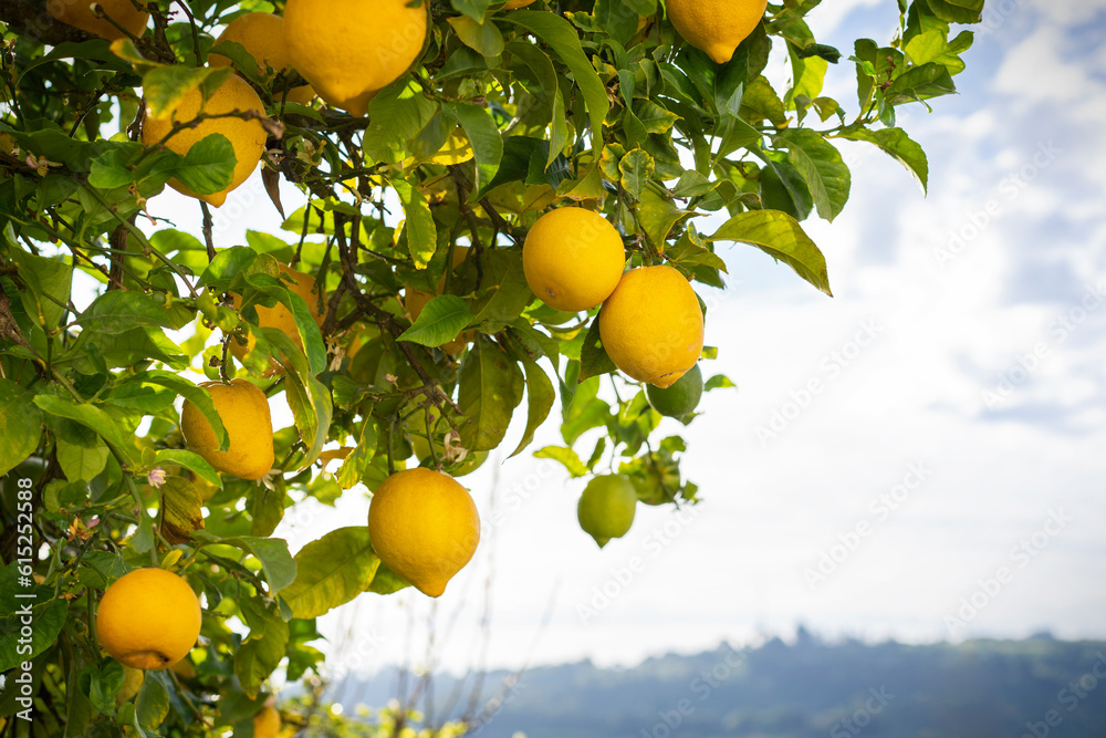 Lemon tree in the sun in the city of Obidos in Portugal