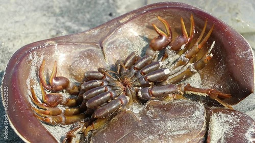 Dead horseshoe crab shells lie on the sandy beach. 