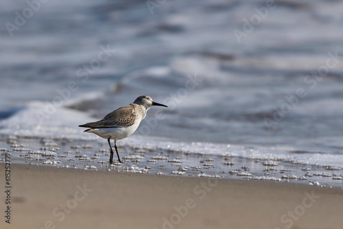 The dunlin looking for small invertebrates in the beach © ezequiel