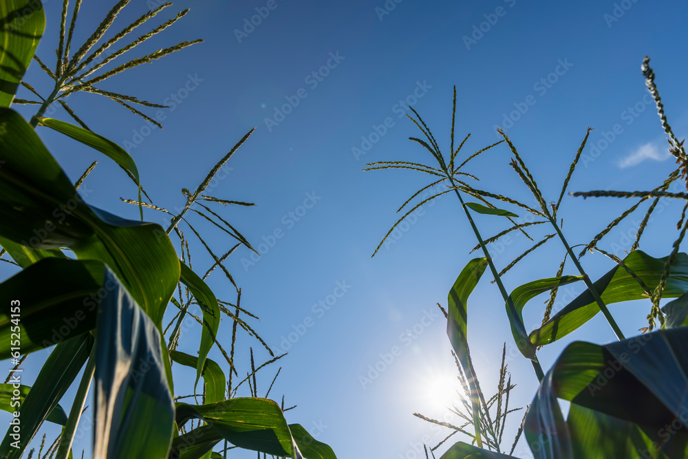 Obraz premium Corn field with green plants