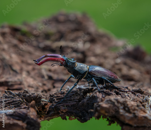 A male stag beetle in the wild