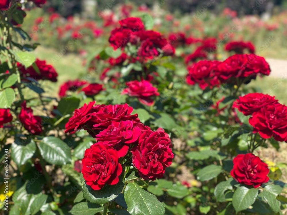 Red Garden Roses Red Garden Roses