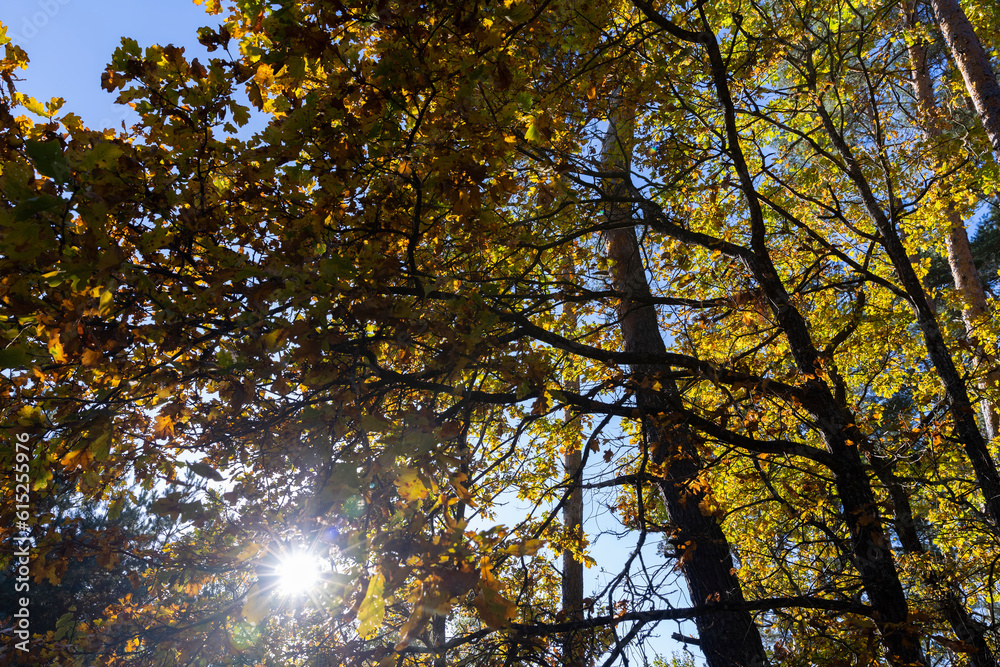 Oak tree in autumn leaf fall in sunny weather Oak tree in autumn leaf fall in sunny weather