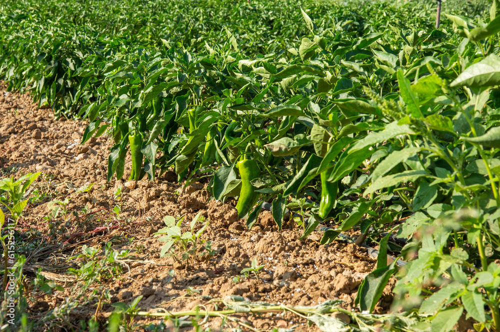 Pimientos verdes listos para ser cosechado, en un campo de cultivo. Pimientos verdes listos para ser cosechado, en un campo de cultivo.
