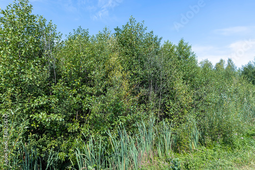 Swampy terrain with plants in summer
