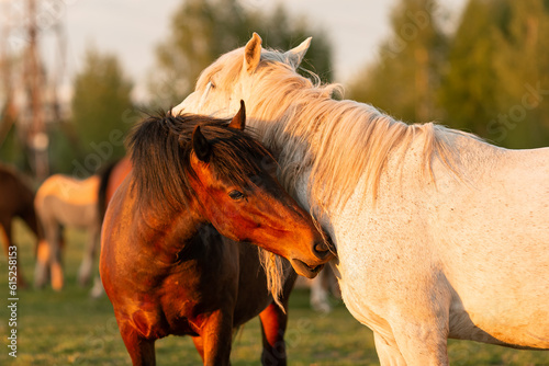 Beautiful horses graze in the pasture near the village in the summer in the rays of the setting sun