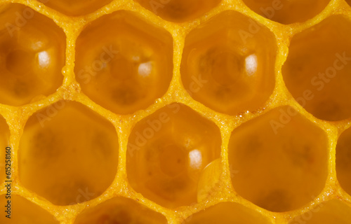 beecombs full of fresh honey in the detail - a macro photo