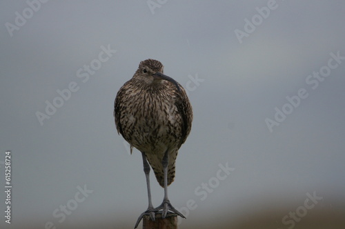 Curlew -  Numenius arquata, Askrigg Common, Askrigg, Hawes, Askrigg, North Yorkshire, England photo