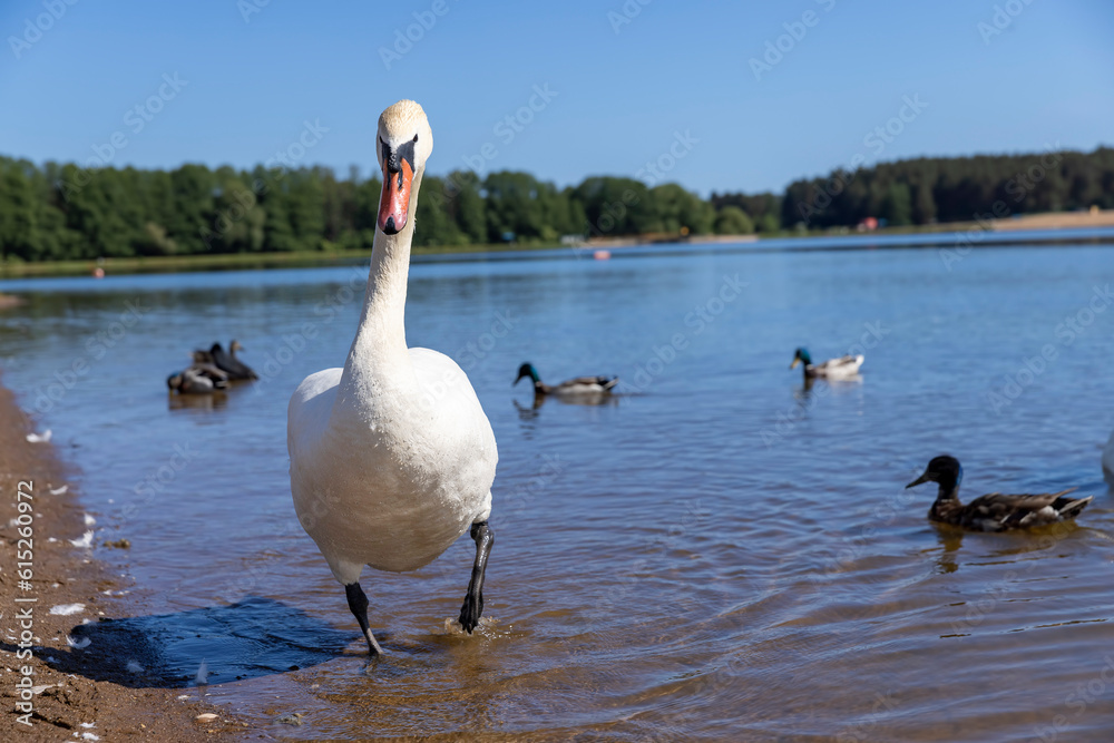 beautiful white swans on the lake in the spring beautiful white swans on the lake in the spring