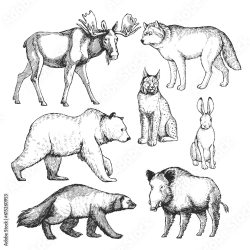 Vector hand-drawn set of animals of the north in the style of engraving. Inhabitants of the European forest. A collection of sketches of the zoo, isolated on white.