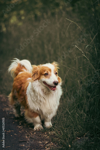 Joyful Wanderer: A Fluffy Dog Exploring a Forest Pathway with Curiosity