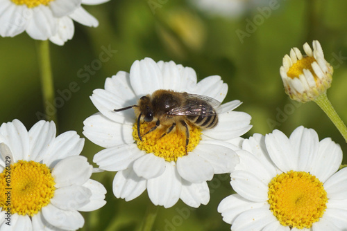 Bee similar to Colletes daviesanus, Colletes fodiens or Colletes similis, family Plasterer bees, polyester bees Colletidae. Flowers of feverfew (Tanacetum parthenium), family Asteraceae. June photo