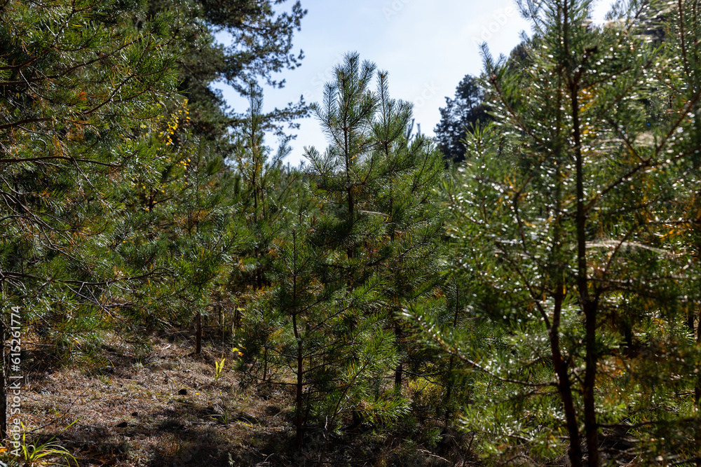 Coniferous pine tree with long needles Coniferous pine tree with long needles