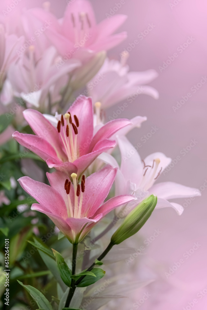 Beautiful pink lily flower in the summer garden. Lily Lilium hybrids flower. Beautiful pink lily flower in the summer garden. Lily Lilium hybrids flower.