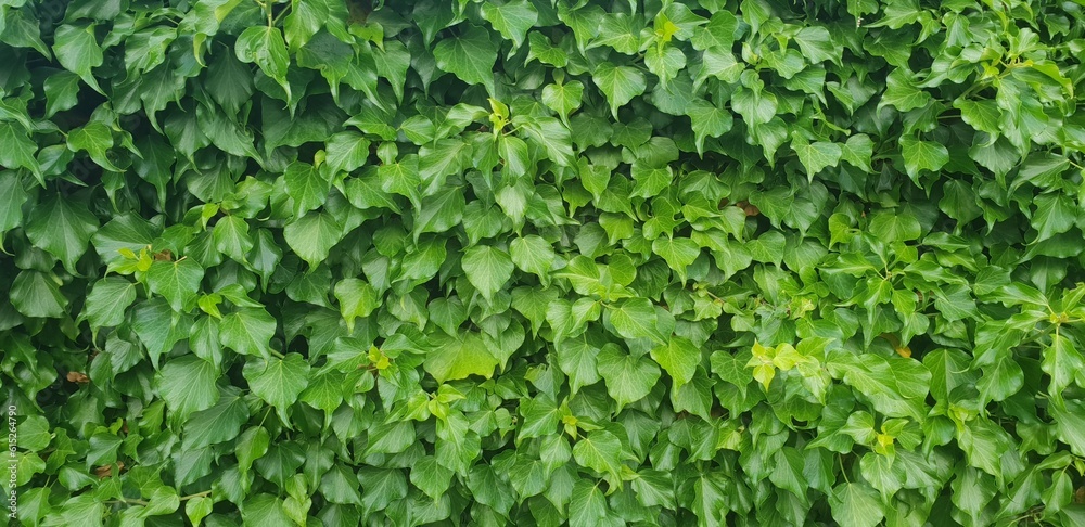 Obraz premium green ivy wall