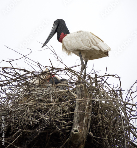 The tuiuiu stork or jabiru stork up in her nest in the Pantanal region of Brazil 