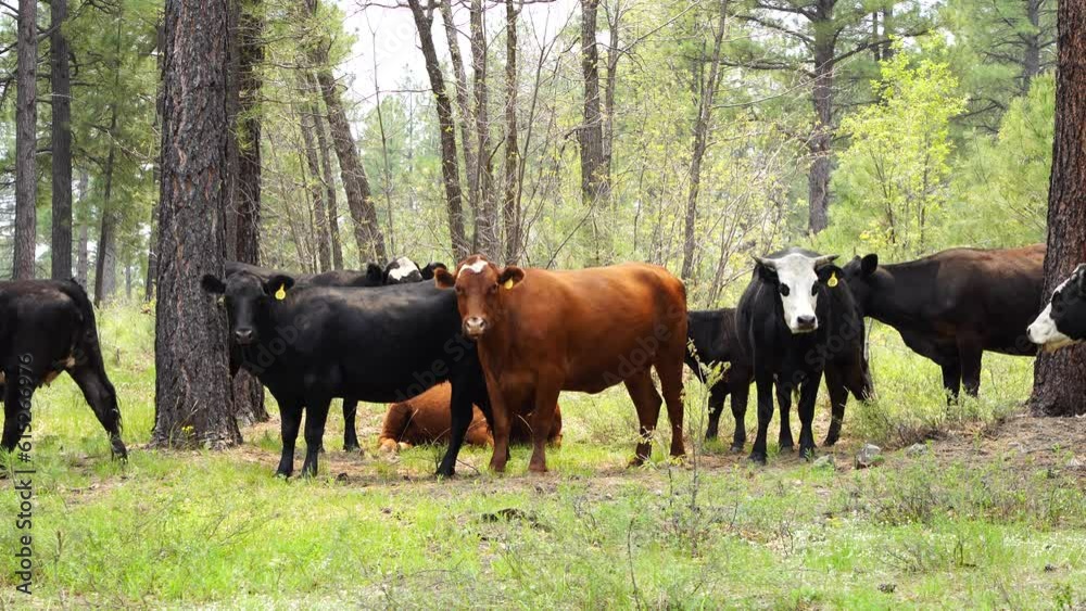 Domestic Cows grazing in Coconino National Forest in Norther Arizona, America, USA. Domestic Cows grazing in Coconino National Forest in Norther Arizona, America, USA.