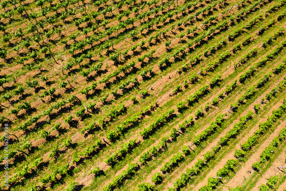 Aerial view. Green vineyards in France Aerial view. Green vineyards in France